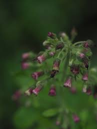 Image result for Blumea axillaris