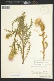 Image result for Cirsium  buchwaldii