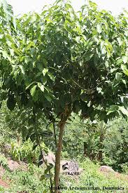Image result for Cinnamomum verum