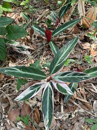Image result for Strophanthus sarmentosus