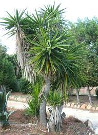 Image result for Yucca gigantea