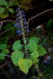 Image result for Coleus thyrsoideus