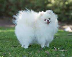 Pomeranian Lifespan And How To Ensure Your Pomeranian Lives To His Full Potential I Love Dogs Dogs Dog Love