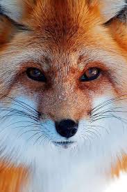 Ghost Dark Adli Kullanicinin Fox Panosundaki Pin Hayvanlar Hayvan Ve Kizil Tilki