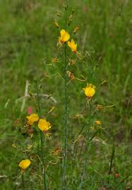 Image result for Cleome angustifolia