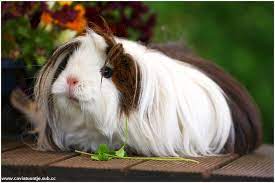 Peruvian Guinea Pigs