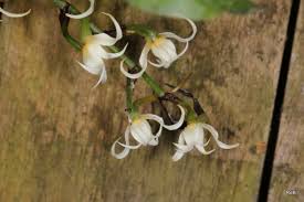 Image result for Cyrtorchis glaucifolia