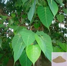 — kalene walsch, yoga teacher and personal trainer. Buy Arasa Ilai Peepal Tree Sacred Fig Leaf Powder Online Germany De Free Express Shipping Indian Products Germany