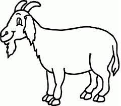 Pembiakan mereka terbukti sangat bermanfaat baik itu daging maupun susunya. Mewarnai Gambar Kambing Untuk Paud