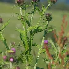 Image result for Carduus leptacanthus