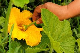 To hand pollinate, you'll need to identify your male blooms and gently rake their pollen onto the female's pistils. Jagc Jr7 Cfdqm