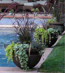 Check spelling or type a new query. Container Garden Container Garden Design Pool Landscaping Plants