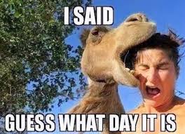 Funny work memes to help get you thru a hard. Wednesday Morning Funny Work Quotes Pin By Judith Pena On Teacherlife Funny Animals Work Humor Dogtrainingobedienceschool Com