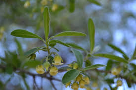 Image result for Diospyros lycioides