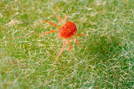 Their bites start out painful ticks, fleas, and mites can cause painful skin reactions, including lyme disease and rocky mountain. How To Get Rid Of Spider Mites