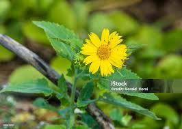 Image result for Verbesina encelioides