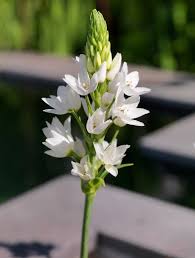 Image result for Ornithogalum