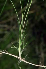 Image result for Rytidosperma davyi
