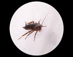 Had bed bugs once in my chair (called in the exterminator, pestmasters, once) and 2 months back i called the same exterminator because i had bed anyway does anyone know a better pest control company for this problem? Pest And Termite Control New Orleans Dial One Franklynn Pest Control