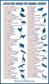 Animal Groups 2 English Writing Learn English Collective Nouns