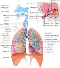 Lungs In Human Body Recall Realities In 2020 Respiratory System Anatomy Respiratory System Human Respiratory System
