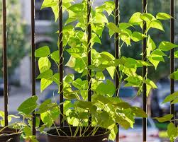 Keep them pole beans moist while they're growing, and make sure to provide plenty of water once they start producing. Container Vegetable Gardening Basics Garden Design