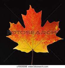 Sugar Maple Tree Stock Photo Images 805 Sugar Maple Tree Royalty Maple Tree Tattoos Tree Tattoo Autumn Leaves Art