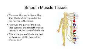 Smooth muscle slide keen rsd7 org. Which Way To The Anatomy Classroom This Way Ppt Download