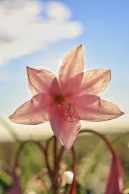 Image result for Crinum paludosum