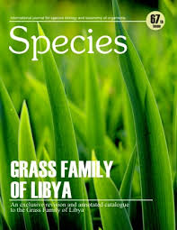 Image result for Eriochloa fatmensis