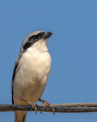 List Birds That Start With B Great Grey Shrike Lanius Excubitor Tal Chappar Rajasthan India 1638x2048 Oc Wildlife Photography In 2020 Wildlife Photography Bird Photography Animals Images