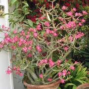 Image result for Chironia laxiflora