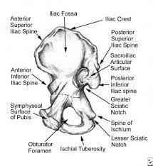 The physical exam may include an assessment of the groin, lymph nodes, muscles, genitals, or pelvic area. Groin Injury Introduction And Frequency Functional Anatomy And Sport Specific Biomechanics Approach To History Taking And Physical Examination