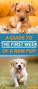 Bringing Home A New Puppy Is Exciting But Also Overwhelming Here S Our Step By Step Guide To What To Do With Puppy Training Crate Training Puppy Puppy Time