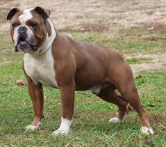 English Bulldog Puppy Tips On What You Must Do When You Get Him Home For The First Time Kopek Turleri Kopek Evcil Hayvanlar