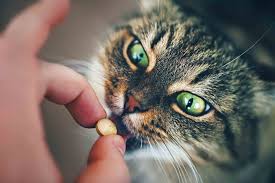 Cats are smart creatures that don't take kindly to another method for how to give your cat a pill requires a stealthier move than putting the medicine into her mouth. Diy Natural Pet Pill Pockets That Help The Medicine Go Down Oakland Veterinary Referral Services
