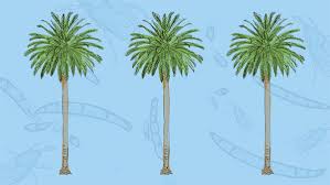 L A S Palm Trees Are Dying And It S Changing The City S Famous Skyline Los Angeles Times