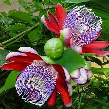 Image result for Palisota ambigua