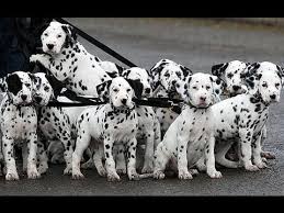 Maybe you would like to learn more about one of these? Knoxville Tri Cities Craigslist Pets For Sale 07 2021