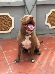 Lúc này, có một thanh niên được cho là bạn anh h giống pitbull này là loại chó cơ bắp nặng 60kg, hung dử, tính tình khó lường và nguy đây là dòng chó pit bull fighting dog, chó chiến đấu dữ bậc nhất. Shop Ban Cho Bully Uy Tin Va Cháº¥t LÆ°á»£ng Chá»‰ Co Táº¡i Dogshophcm Com