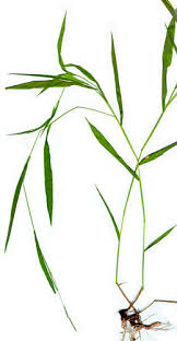 Image result for Leersia