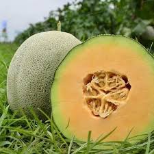 Buah ini memiliki rasa yang sangat lezat dan memiliki banyak manfaat. Dari Melabur Saham Baik Tanam Rock Melon Ayah Anak 9 Ni Kongsikan Pengalamannya Keluarga