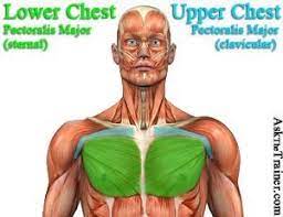 Let's break down the anatomy of the pectoralis major and pectoralis minor, as well as the muscles that support the pectoral muscles during chest exercises. Chest Exercise Videos Free Workout And Key Pecs Exercises Chest Workouts Best Chest Workout Chest Workout Women