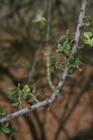 Image result for Maerua parvifolia