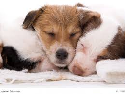 jack russell terrier russell terrier jack russell terrier baby welpen