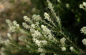 Image result for Phylica