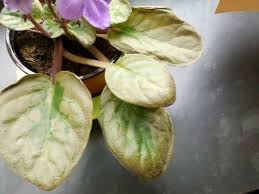 Generally, these plants grow well in moderate or bright indoor light as long as you don't shine it on them directly. African Violet Leaf Problems