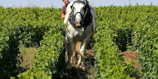 Les phénomènes d'oxydation dans les vins blancs continuent de faire l'objet de nombreux travaux de recherche. Pour La Maison De Champagne De Sousa Le Cheval Est L Avenir De La Vigne Le Point