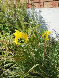 Image result for Moraea spathulata