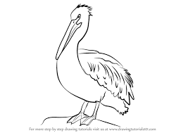 Learn How To Draw An American White Pelican Birds Step By Step Drawing Tutorials Available for download and commercial use. american white pelican birds